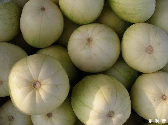 津甜100薄皮甜瓜品种好不好？