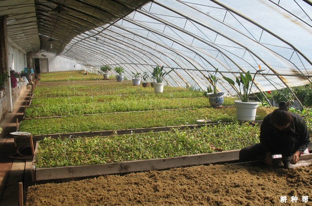 蓝莓育苗技术：如何硬枝扦插育苗？