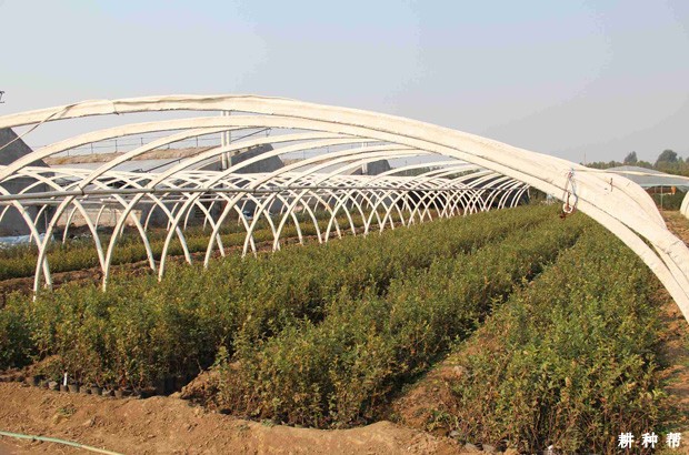 蓝莓育苗技术：如何硬枝扦插育苗？