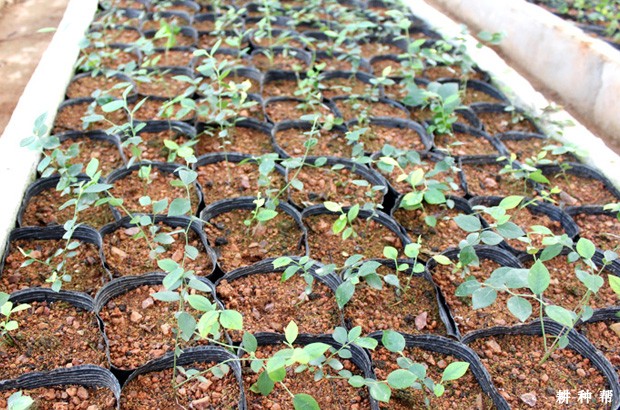 蓝莓育苗技术：如何硬枝扦插育苗？