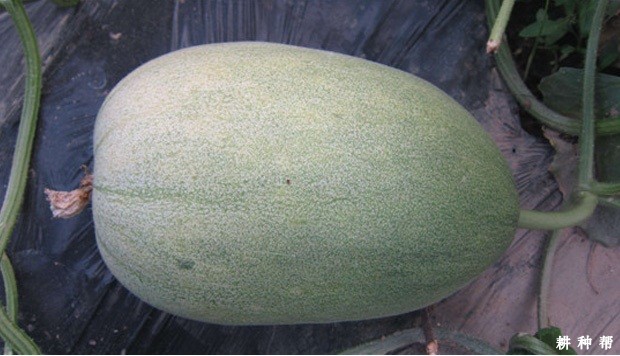 景甜一号薄皮甜瓜品种好不好？
