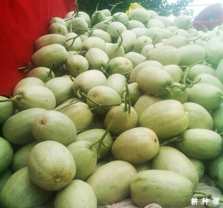 景甜一号薄皮甜瓜品种好不好？