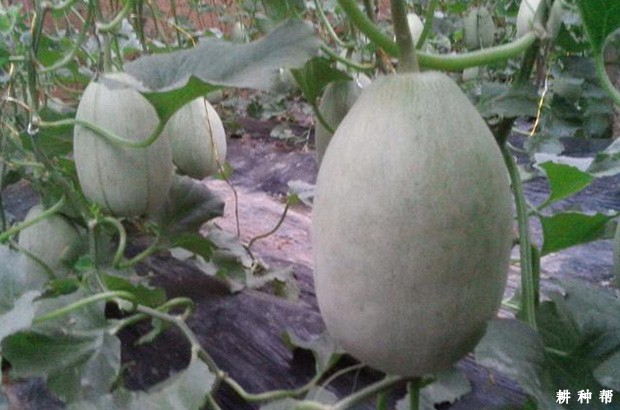 景甜一号薄皮甜瓜品种好不好？