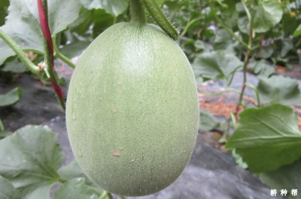 景甜一号薄皮甜瓜品种好不好？