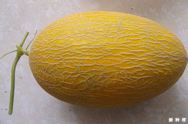 丰甜一号薄皮甜瓜品种好不好？