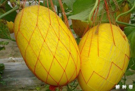 丰甜一号薄皮甜瓜品种好不好？
