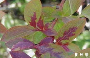 蓝莓鞋带病毒病怎么防治？附图片