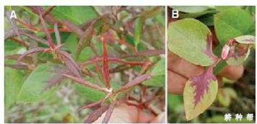 蓝莓鞋带病毒病怎么防治？附图片