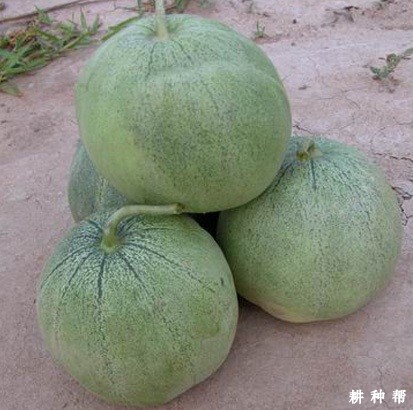 顶甜2号薄皮甜瓜品种好不好？