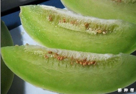 顶甜2号薄皮甜瓜品种好不好？