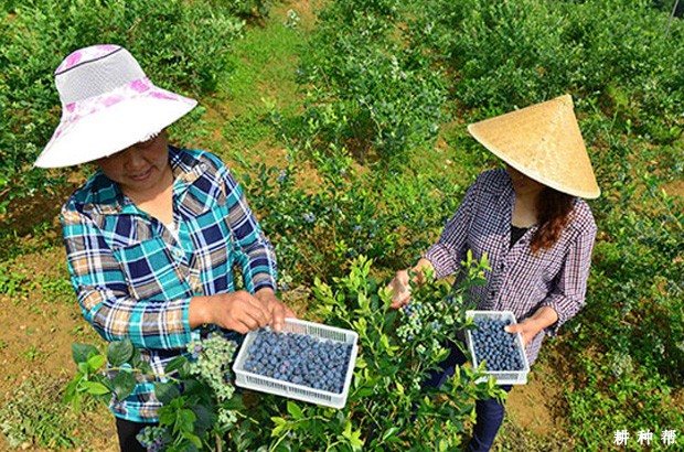 蓝莓收获季是什么时候？