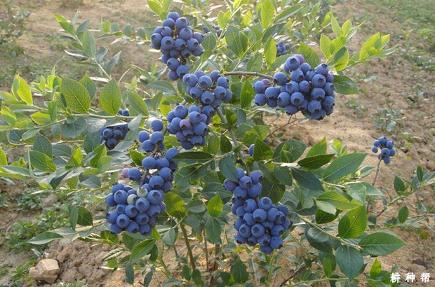 蓝莓收获季是什么时候？