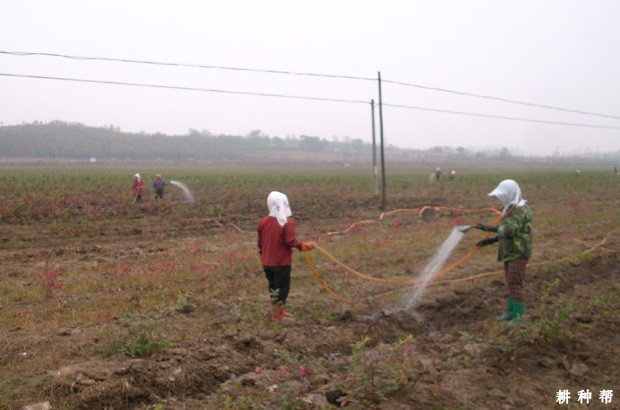蓝莓怎么防冻害发生？