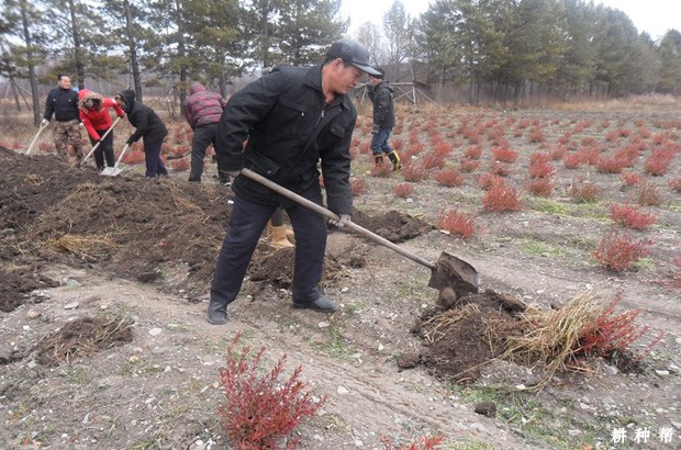 蓝莓怎么防冻害发生？