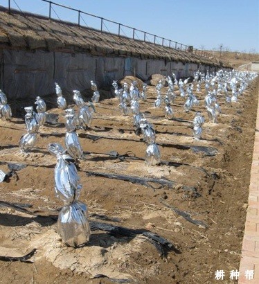 蓝莓怎么防冻害发生？