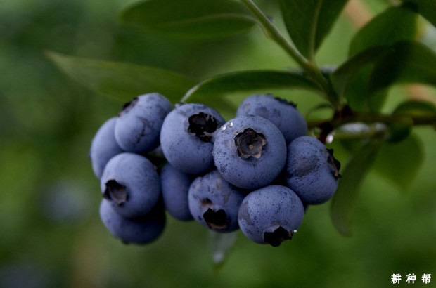 如何给蓝莓浇水？