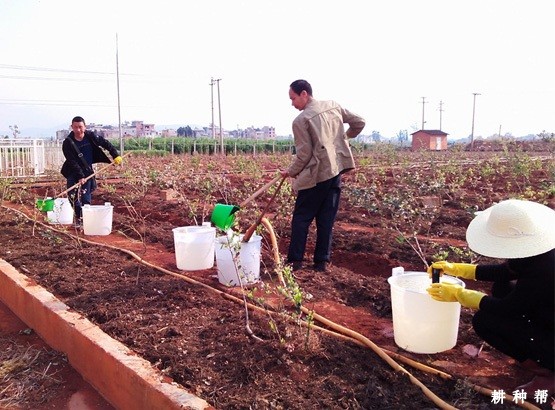 如何给蓝莓浇水？