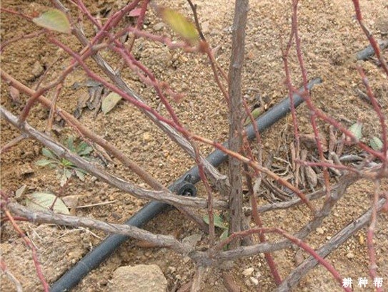 如何给蓝莓浇水？