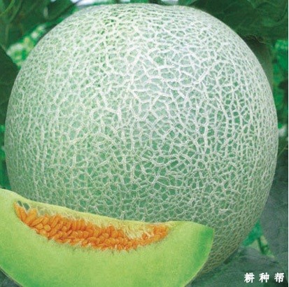 翠蜜厚皮甜瓜品种好不好？