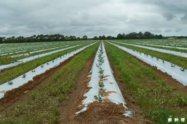 蓝莓树苗什么时候种植好？