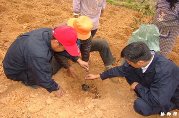 蓝莓树苗什么时候种植好？