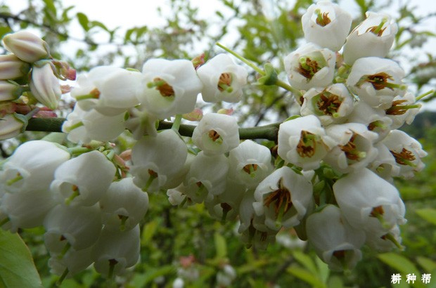 蓝莓树苗什么时候种植好？