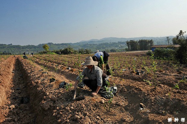 蓝莓树苗什么时候种植好？