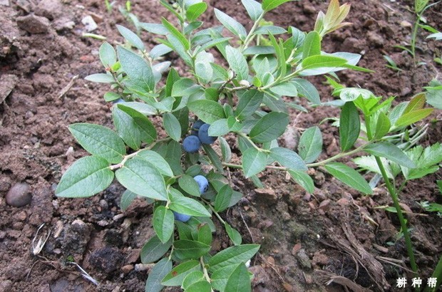 蓝莓树苗什么时候种植好？
