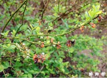 蓝莓急性坏死病如何防治？附图片