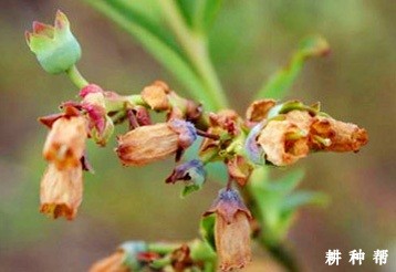 蓝莓急性坏死病如何防治？附图片