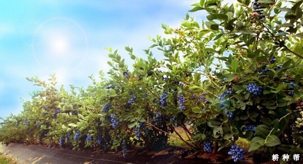 我国的蓝莓产地是哪里？