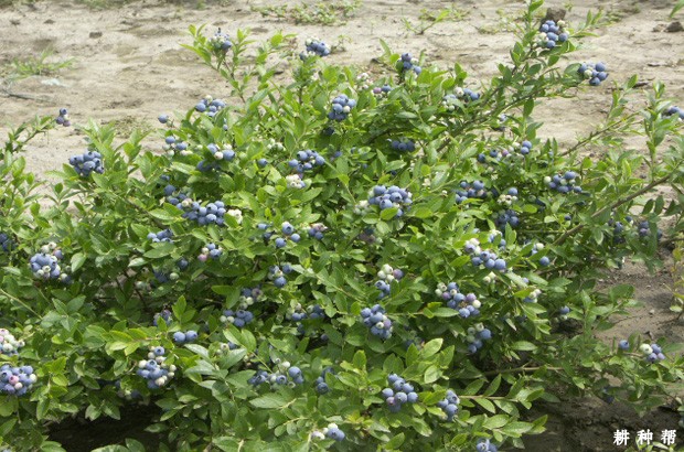 矮丛蓝莓怎么进行整形修剪？