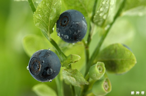 我国的蓝莓产地是哪里？