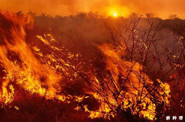 矮丛蓝莓怎么进行整形修剪？