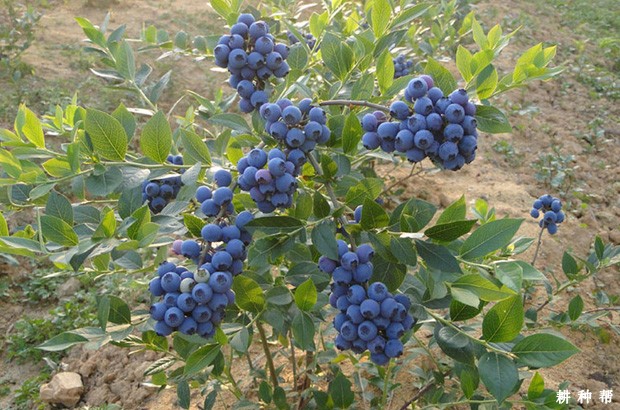 我国的蓝莓产地是哪里？