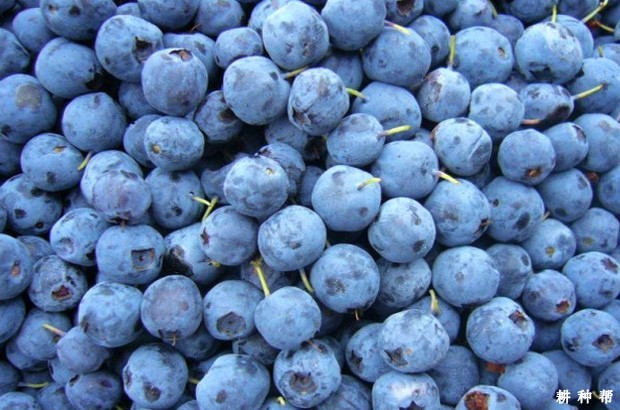 蓝莓花青素有什么功效与作用？