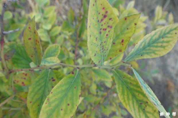 蓝莓红色轮状斑点病如何防治？附图片