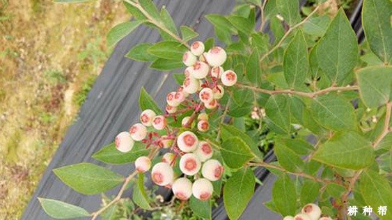 兔眼蓝莓品种如何整形与修剪？