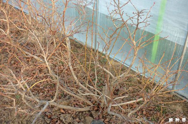 兔眼蓝莓品种如何整形与修剪？