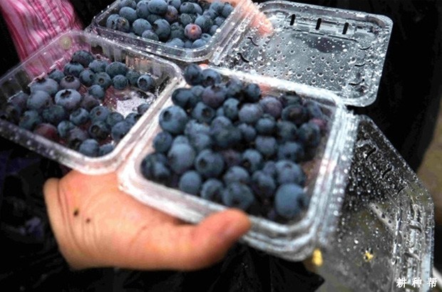 蓝莓怎么洗才干净？