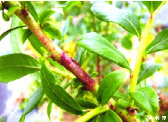 蓝莓溃疡病怎么防治？附图片