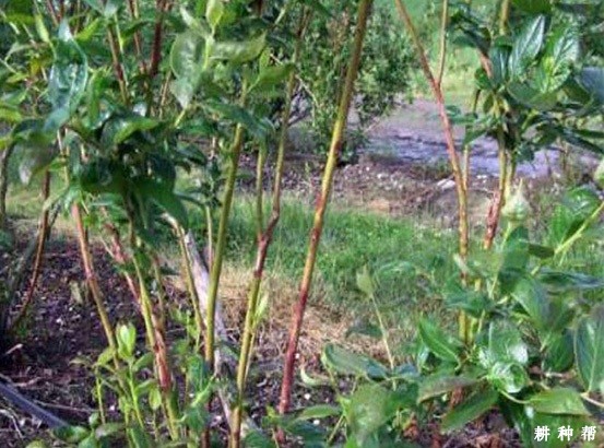 蓝莓溃疡病怎么防治？附图片