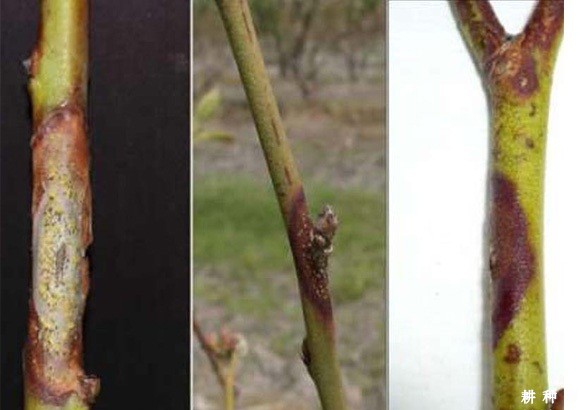 蓝莓溃疡病怎么防治？附图片