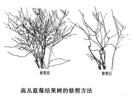 高丛蓝莓和半高丛蓝莓品种如何修剪？