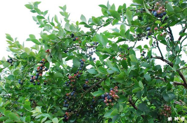 高丛蓝莓和半高丛蓝莓品种如何修剪？