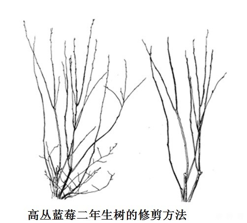 高丛蓝莓和半高丛蓝莓品种如何修剪？