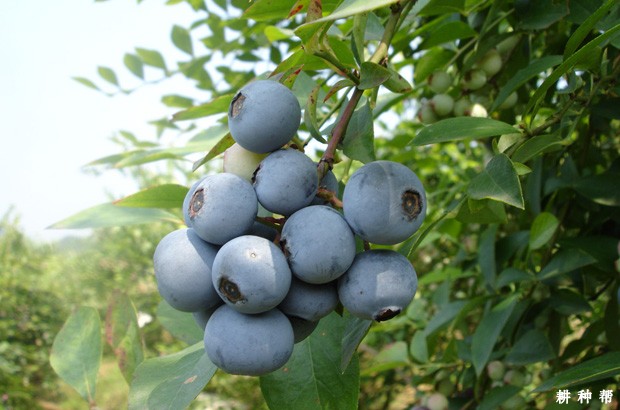 吃蓝莓的好处是什么？