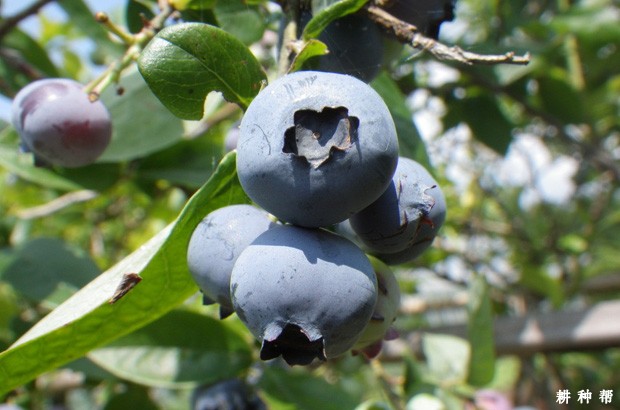 吃蓝莓的好处是什么？