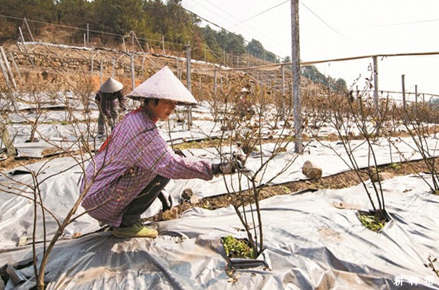 蓝莓为什么要修剪？