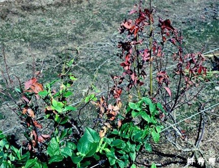 蓝莓枯焦病如何预防？附图片